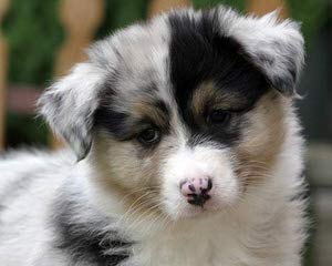 Andrews Australian Shepherds - Dog Breeders