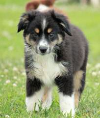 D Bar G Ranch Aussies - Dog Breeders