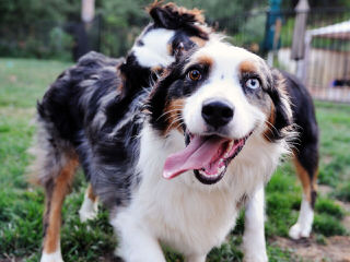 Australian Shepherd Pups - Dog Breeders