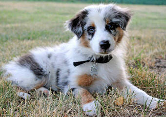 Kelly Dirksen – Rockin D Australian Shepherds - Dog Breeders