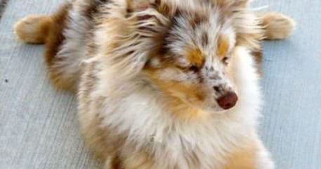 Mott Ranch – Australian Shepherd Puppies In Arizona - Dog Breeders