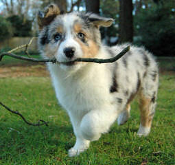 Mirage Australian Shepherds - Dog Breeders