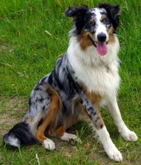 Diamond Hill Australian Shepherds - Dog Breeders