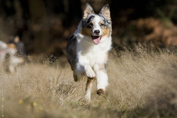 Tj’s Aussies - Dog and Puppy Pictures
