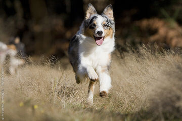 Mott Ranch – Australian Shepherd Puppies In Arizona - Dog Breeders