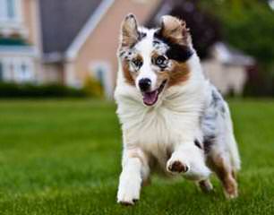 Diamond Hill Australian Shepherds - Dog Breeders