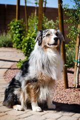 Dabbs Creek Aussies - Dog and Puppy Pictures