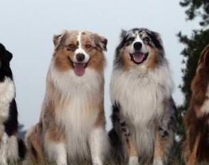 Dreammaker Farm’s Aussies - Dog Breeders