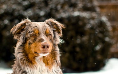 Mercyme Miniature Australian Shepherds - Dog Breeders