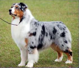 Working Australian Shepherds - Dog Breeders