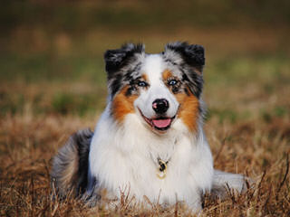 Willow River Farm Mini Australian Shepherd Puppies - Dog Breeders