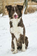 Diamond Hill Australian Shepherds - Dog Breeders