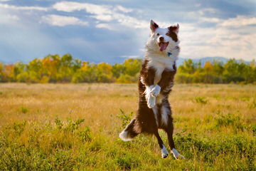 Cherokeewind Kennels - Dog Breeders