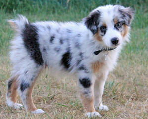 Diamond Hill Australian Shepherds - Dog and Puppy Pictures