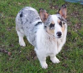 Australian Shepherd Puppies - Dog Breeders