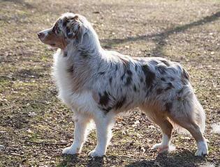 Oakwood Aussies - Dog Breeders