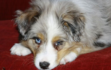 Wilson’s Australian Shepherds - Dog and Puppy Pictures