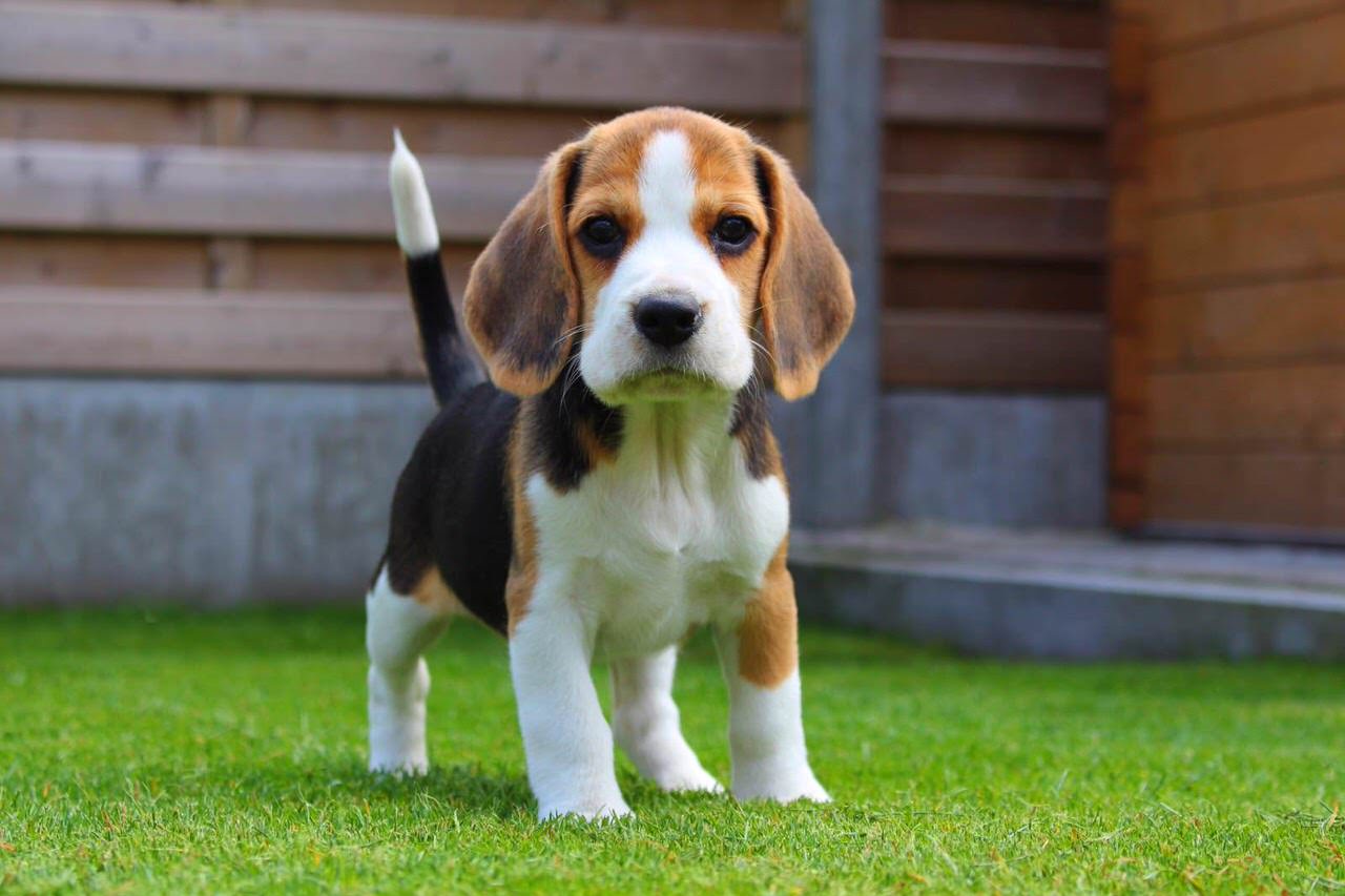 Beagle Dogs and Puppies