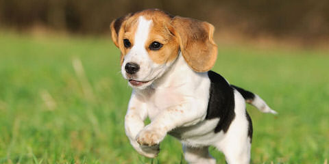 Beagle Puppies Avaible - Dog and Puppy Pictures