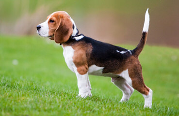 beagle kennel - Dog Breeders