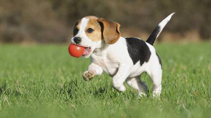 Beagle Puppies Avaible - Dog Breeders