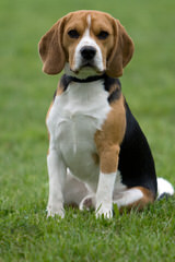 Fc Beagles - Dog Breeders