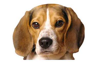 Nicodemis Johnson Beagle Puppy - Dog Breeders