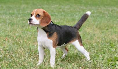 Akc Min.Pin.+ Akc Beagle = Achc Meagles! - Dog Breeders