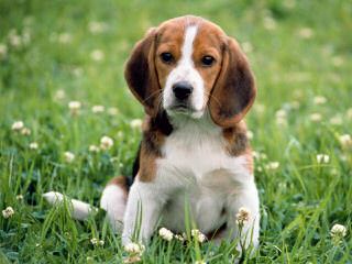 New And Improved Beagles: Beagliers! - Dog Breeders