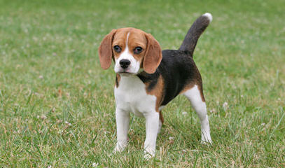 Nicodemis_Johnson@Yahoo.Com - Dog and Puppy Pictures