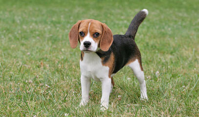 Queen Elizabeth Pocket Beagles - Dog Breeders