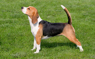 Ohmer’s Westside Beagles - Dog Breeders