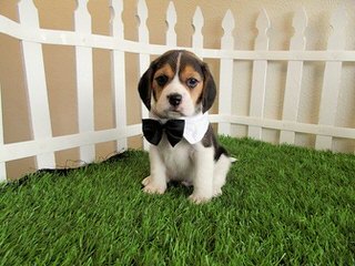 Nicodemis Johnson Beagle Puppy - Dog Breeders