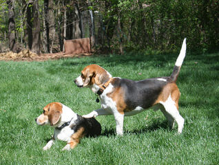 Nicodemis_Johnson@Yahoo.Com Beagle - Dog Breeders