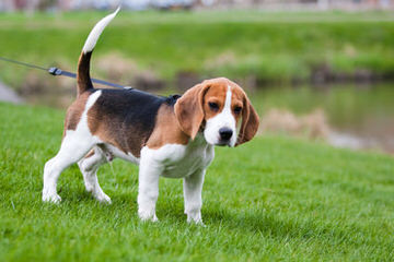 beagle kennel - Dog Breeders