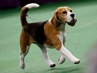Beautiful Beagles - Dog and Puppy Pictures