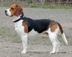 3 Year Old Male Beagle - Dog Breeders