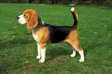 Akc Registered Beagle For Stud Services - Dog and Puppy Pictures