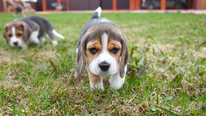 Fc Beagles - Dog Breeders