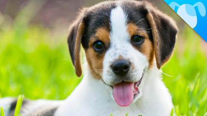 Beagle Puppies Avaible - Dog and Puppy Pictures