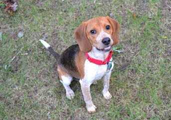 Beautiful Beagles - Dog and Puppy Pictures