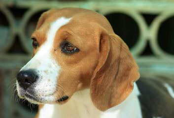 Queen Elizabeth Pocket Beagles - Dog Breeders