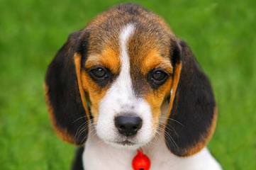 Hockomock Swamp Beagles - Dog and Puppy Pictures