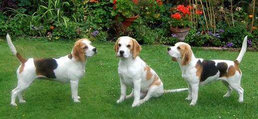 Beautiful Beagles - Dog Breeders