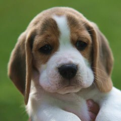 Hockomock Swamp Beagles - Dog and Puppy Pictures