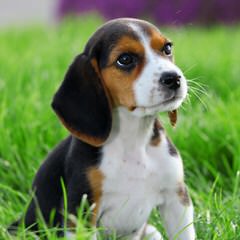 Nicodemis_Johnson@Yahoo.Com Beagle - Dog and Puppy Pictures