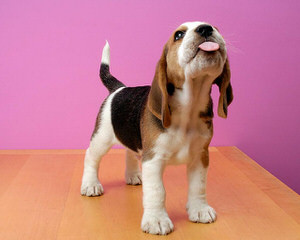 Pocket Beagles Usa! - Dog Breeders