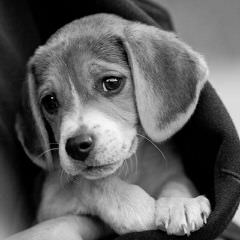 Akcbeagle+Akcpug= Achc Puggles. - Dog Breeders