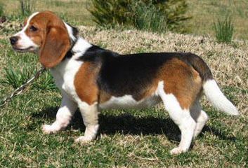 Ohmer’s Westside Beagles - Dog and Puppy Pictures