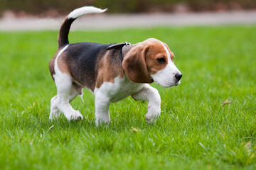 Beagle For Rehoming - Dog Breeders